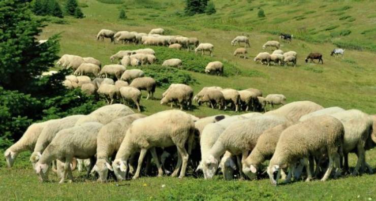 ΚΟΠΑΔΙ_ΑΓΡΟΤΕΣ_ΚΤΗΝΟΤΡΟΦΟΙ_2